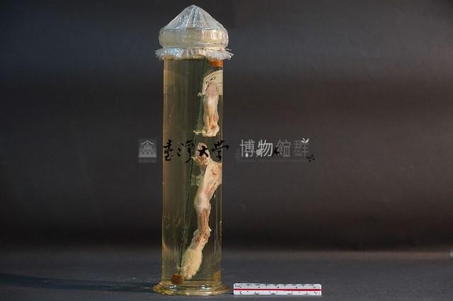 貓的前後腿肌肉藏品圖，第4張