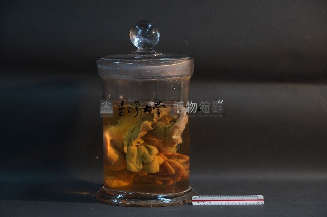 臺灣雌性穿山甲的內部器官(含胚胎)藏品圖，第4張