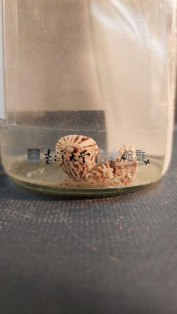 青螺藏品圖，第4張