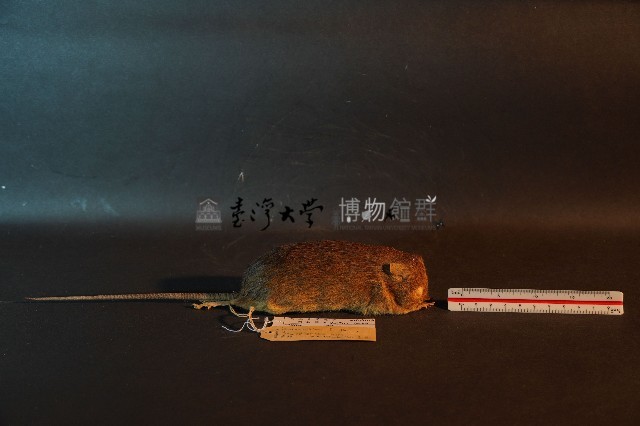 小黃腹鼠藏品圖，第4張