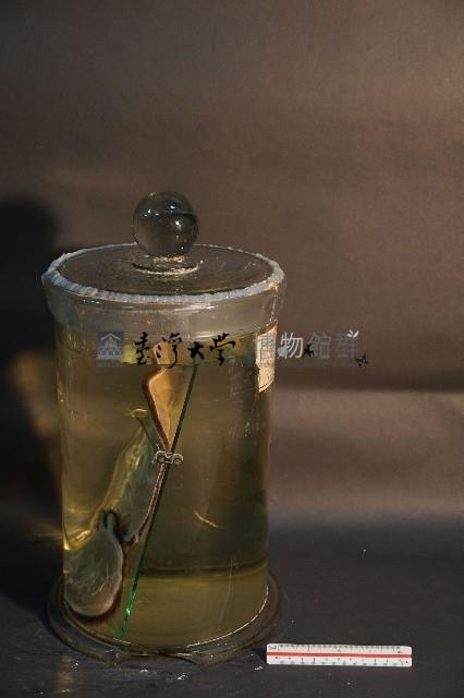 家犬(軀幹部橫切面)藏品圖，第4張