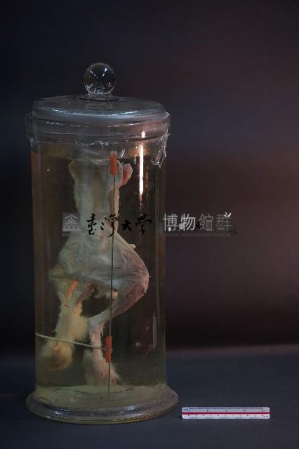 兔的解剖藏品圖，第4張