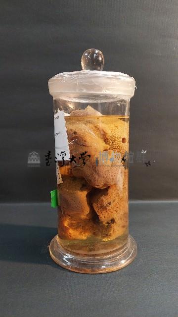 海綿藏品圖，第4張