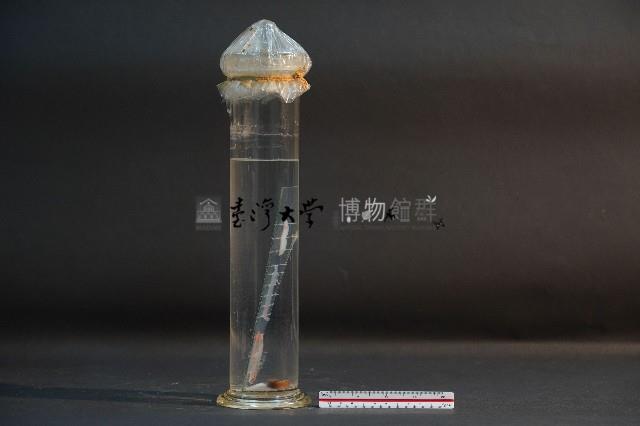 醫蛭解剖藏品圖，第4張