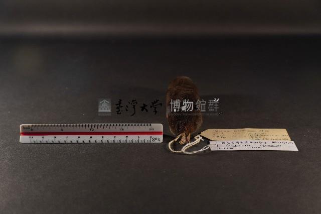 山階氏鼩鼱藏品圖，第4張