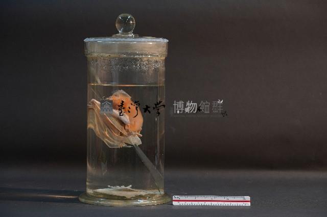 蝙蝠藏品圖，第4張