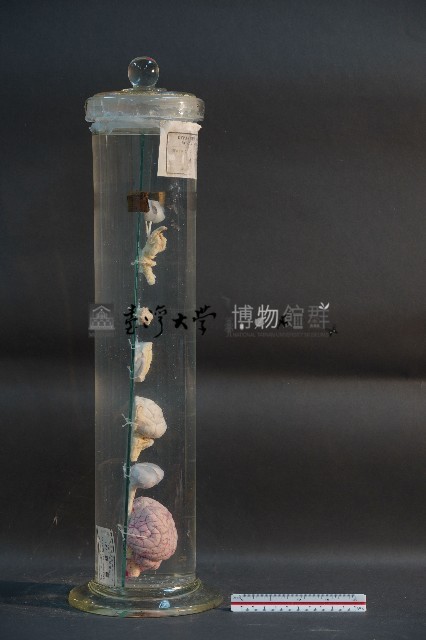 犬之腦 / 腦髓(犬)藏品圖，第4張
