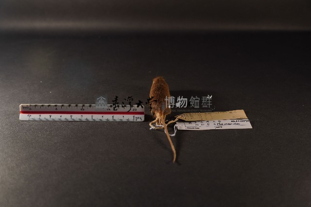 小家鼠藏品圖，第4張