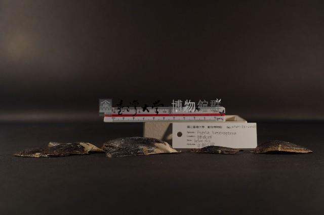 朱紅鶯蛤藏品圖，第4張