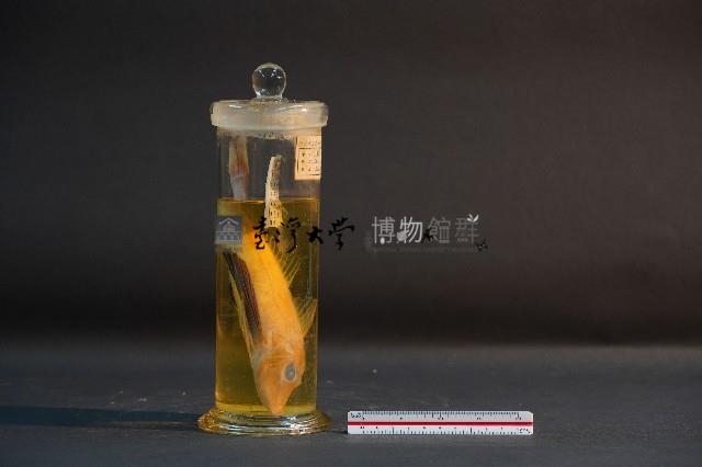 魴鮄藏品圖，第4張