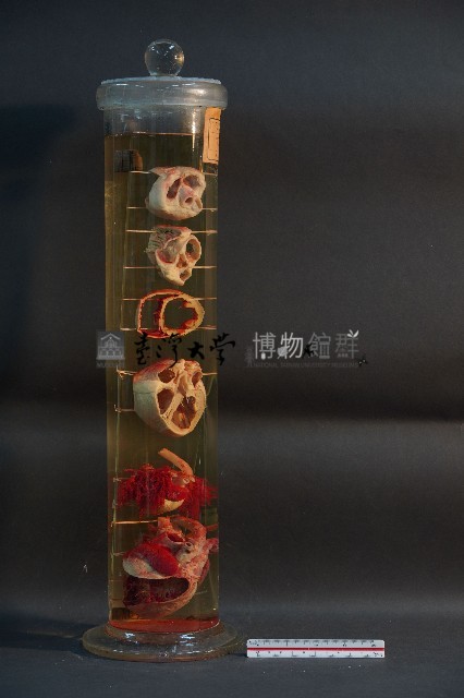 犬之心臟藏品圖，第4張