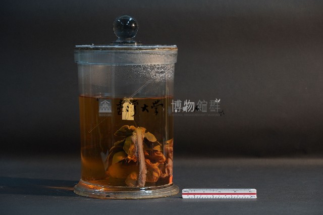哺乳類的內部器官藏品圖，第4張