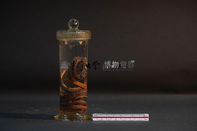 斯文豪氏游蛇藏品圖，第4張