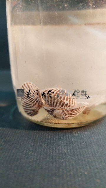 鞋魁蛤藏品圖，第4張