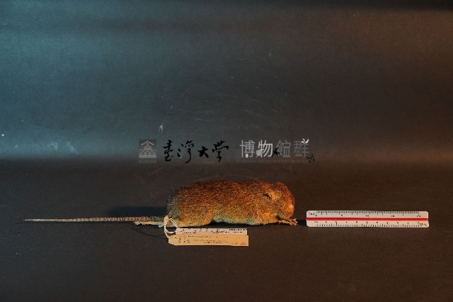 小黃腹鼠藏品圖，第4張