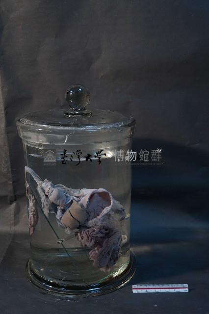 哺乳動物的內部器官藏品圖，第4張