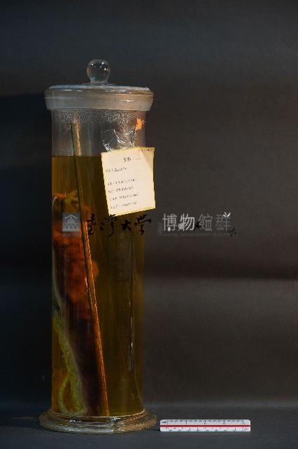 家貓的剖半藏品圖，第4張