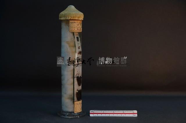 螲蟷 (附巢)藏品圖，第4張