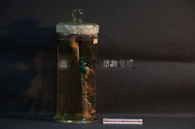 兔的消化系統藏品圖，第4張
