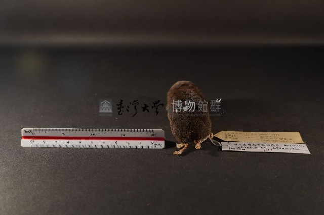 山階氏鼩鼱藏品圖，第4張
