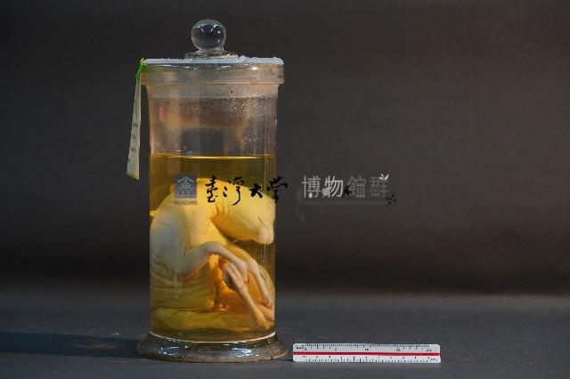 鹿的胎兒藏品圖，第4張