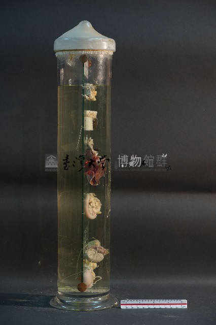 貓與狗之內分泌器官藏品圖，第4張