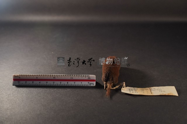 日本鼩鼴藏品圖，第4張