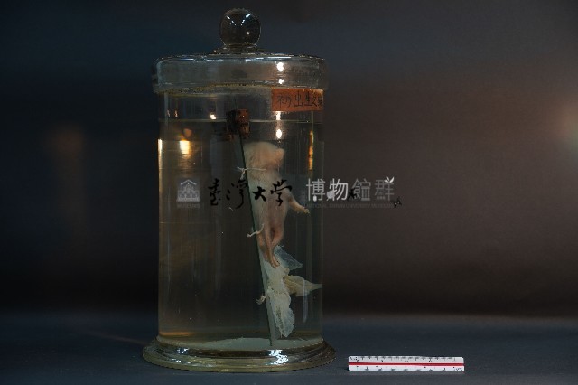 初出生之貓藏品圖，第4張