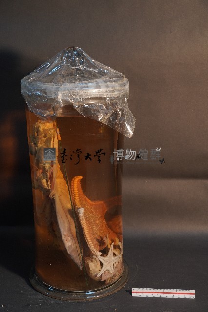 哺乳類的解剖+海星+螳螂蝦+海膽藏品圖，第4張
