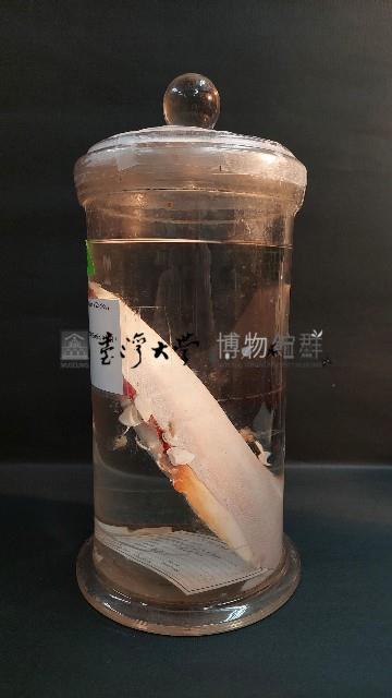 藤壺藏品圖，第4張