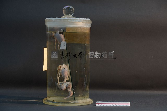袋鼠之排泄系統藏品圖，第4張