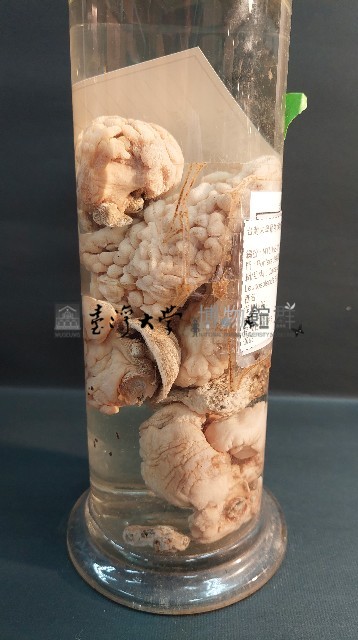 海綿藏品圖，第4張