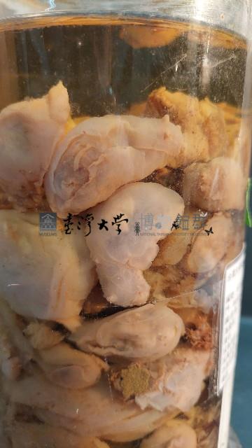 海兔藏品圖，第4張