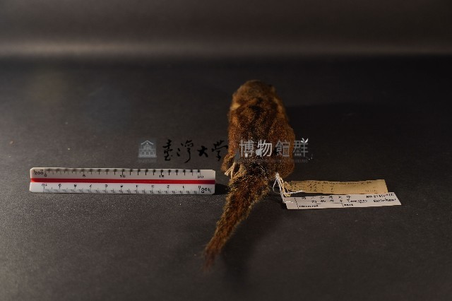 隱紋花松鼠藏品圖，第4張