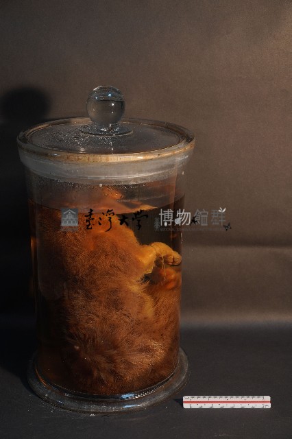 麝香貓藏品圖，第4張