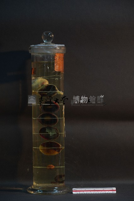 牛之眼球藏品圖，第4張