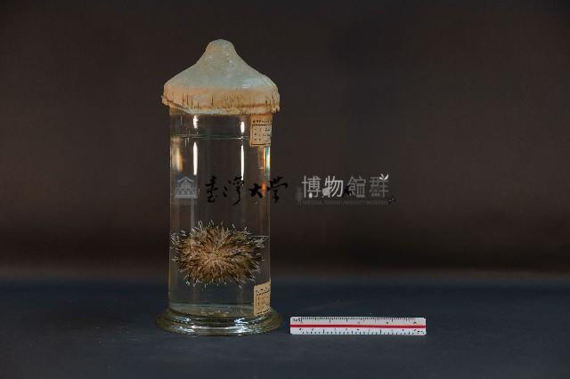 石筆海膽藏品圖，第4張