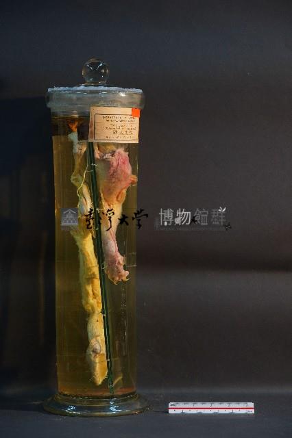 貓之前肢藏品圖，第4張