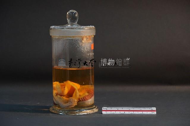 臺灣穿山甲胎兒(含子宮)藏品圖，第4張