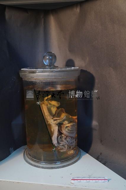 哺乳類的內部器官藏品圖，第4張