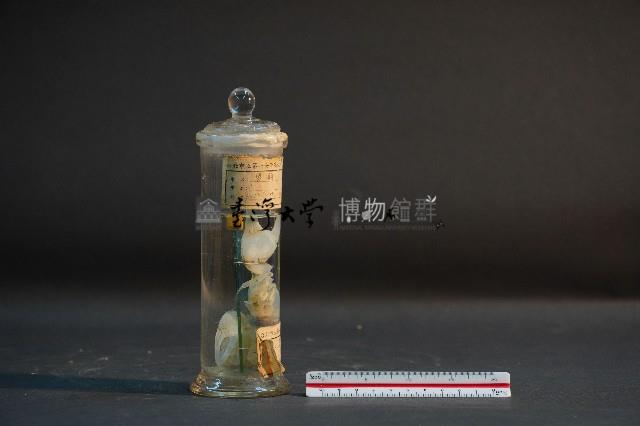 望潮藏品圖，第4張