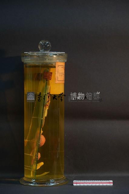 豚及貓之排泄器官藏品圖，第4張