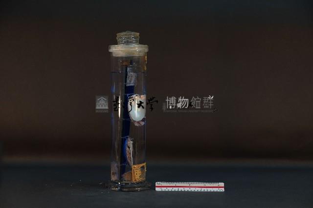 珍珠貝藏品圖，第4張