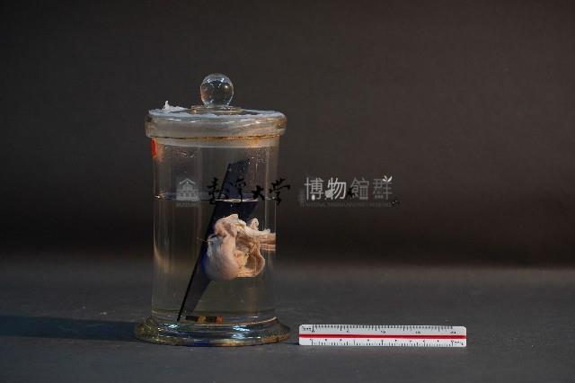 哺乳類的子宮與胚胎藏品圖，第4張