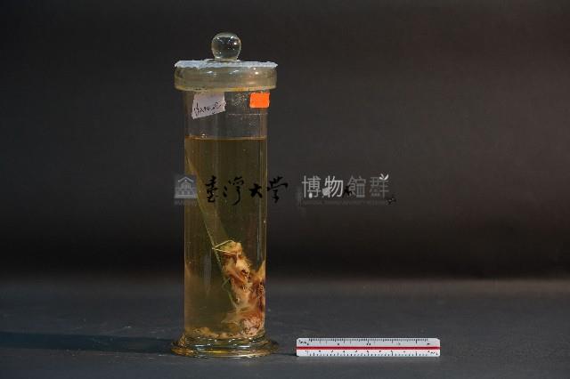 蝙蝠成體與胚胎藏品圖，第4張