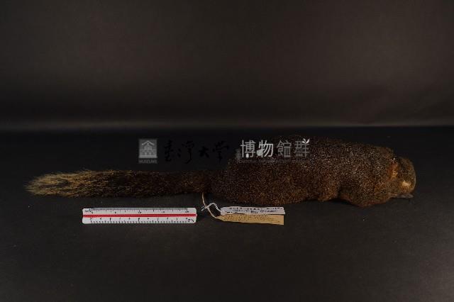 赤腹松鼠藏品圖，第4張