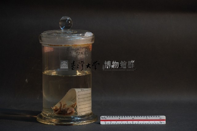 蝙蝠藏品圖，第4張