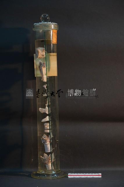 犬的咽喉藏品圖，第4張