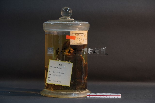 家犬(頭部縱切面)藏品圖，第4張