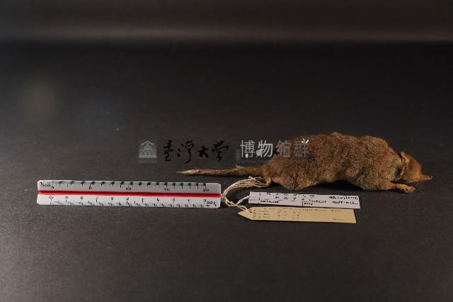 臭鼩藏品圖，第4張